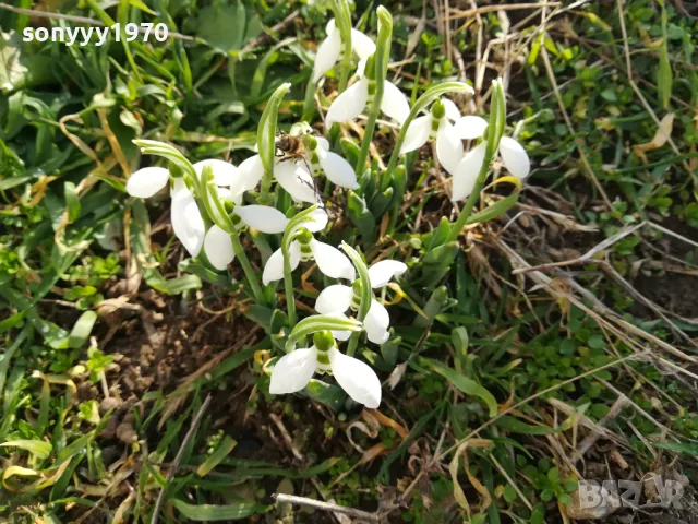 25лв гръм кокичета с луковици в саксия 0502251847