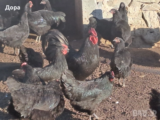 оплодени яйца от кокошки черен авсралорп , снимка 7 - Кокошки и пуйки - 52885276