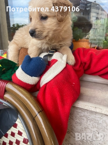 Голдън ретривър  златисто момченце