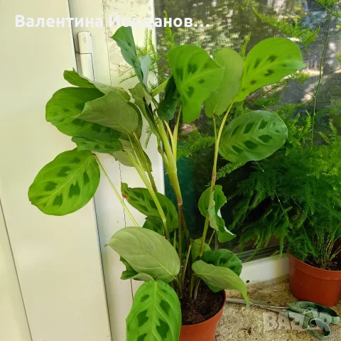 стайни цветя единични бройки , снимка 2 - Стайни растения - 55803796