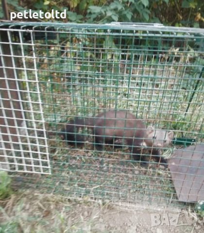 Капан за невестулка, пор, белка, лисица, с отделение за жива примамка, 100% ефективност