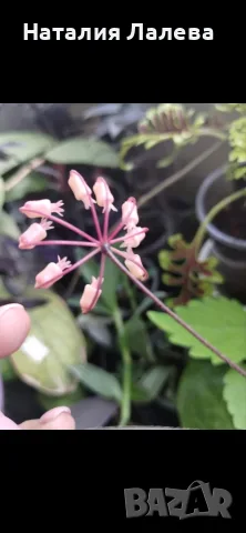 Хоя, hoya insularis, снимка 2 - Стайни растения - 55922024