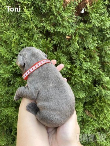 френски булдог/french Buldog, снимка 9 - Френски булдог - 55725415