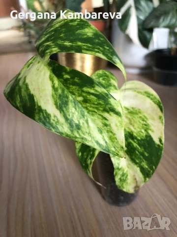 Epipremnum pinnatum Yellow Flame 