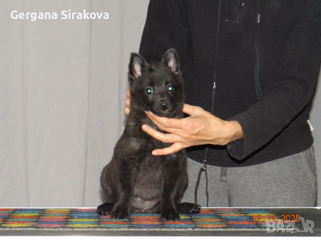 Шиперке - уникални малки кучета, снимка 9 - Други - 52115812