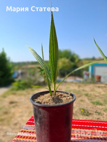 Палми от производител, снимка 10 - Стайни растения - 51037174