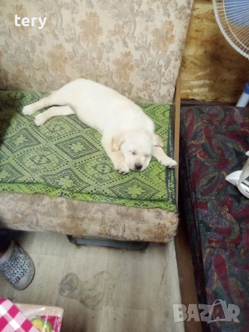 Продавам Голдън ретривър бебе, снимка 3 - Голдън ретривър - 53014879