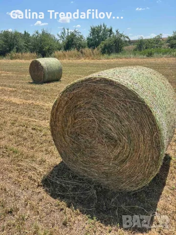 Бали чиста люцерна, намират се в Ново  Железаре, общ.аХисар, налични 65 броя-цена 35 евро. , снимка 4 - За селскостопански - 55858572