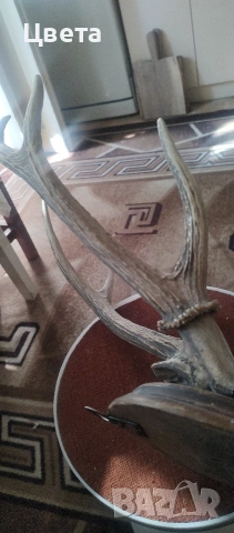 Еленови рога, снимка 8 - Декорация за дома - 53826537