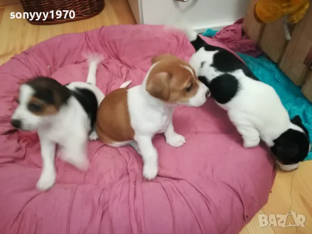 ДЖАК РЪСЕЛ-БЕБЕНЦА НА 40 ДЕНА 250ЛВ ЗА ЕДНО 3101251807, снимка 4 - Джак ръсел териер - 48909983