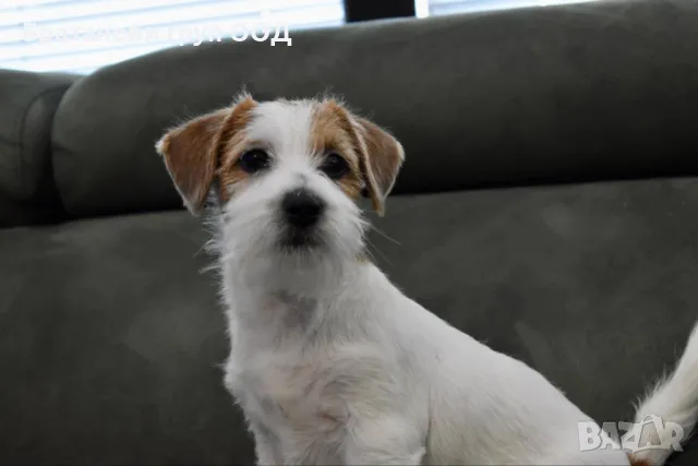 Джак Ръсел териер с родословие., снимка 4 - Джак ръсел териер - 49411595