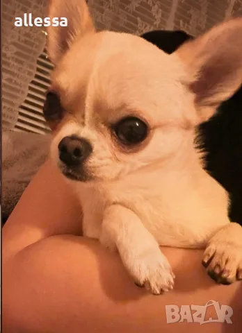 Чихуахуа търси дама