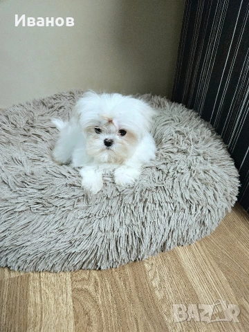 Мини малтийска болонка , снимка 5 - Болонка - 53686634