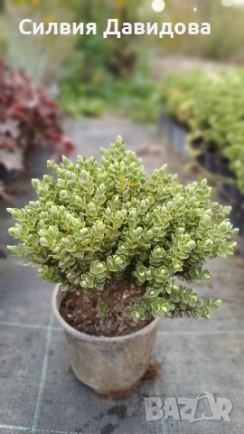 Хебе Hebe, снимка 12 - Градински цветя и растения - 52534903