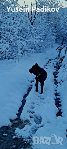 мъжко кане корсо за разплод, снимка 3 - Кане корсо - 53614357