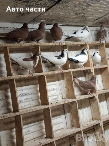 пазарджишки високолетачи гълаби те са стар ДЖИНС , снимка 7 - Гълъби - 48211259