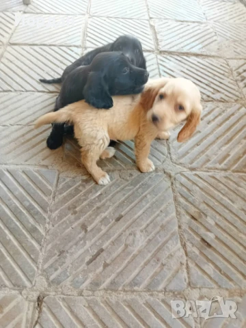 Английски Кокер , снимка 2 - Кокер шпаньол - 50927991