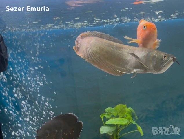 Арована 27 28 см, снимка 3 - Рибки - 53479267