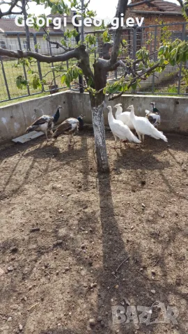 Пауни - Бял и Арлекин, снимка 5 - други­ - 49854186