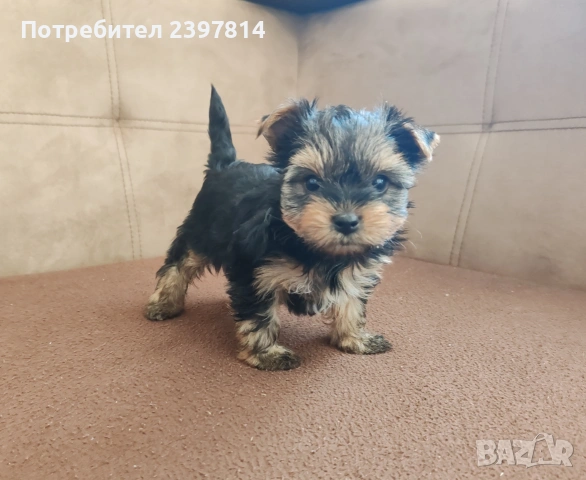 Йоркширски териер - женско 