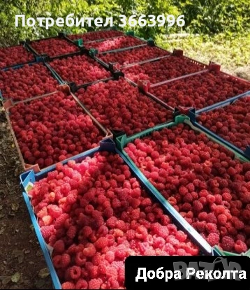 продавам фантастичен разсад ягоди и малини , снимка 15 - Разсади - 53688553