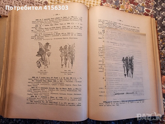 Флора на България., снимка 7 - Други - 53635906