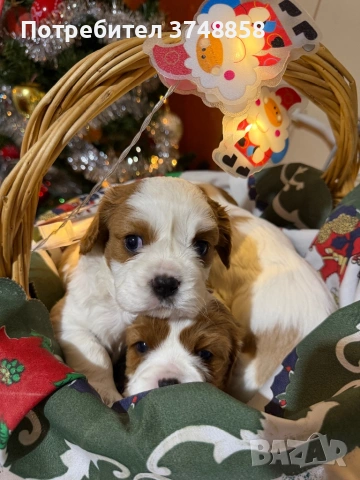 Малки кученца порода Кавалер Кинг Чарлз Шпаньол , снимка 2 - Кавалер кинг чарлз шпаньол - 53019640