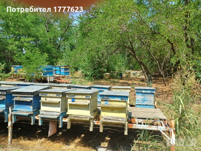 Сандъци за кошери, снимка 4 - За пчели - 51412024
