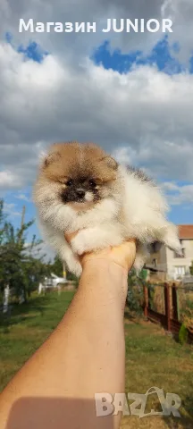 женско мини померанче