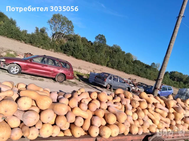 Продавам тикви-цигулки, снимка 5 - Домашни продукти - 56363522