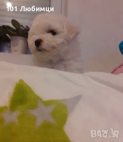 Бишон фризе -Френска болонка, снимка 6 - Болонка - 47445605