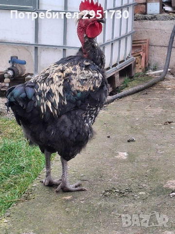 яйца от голошийки , снимка 3 - други­ - 53500411