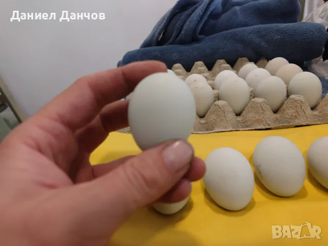 Оплодени яйца от Араукана, снимка 2 - други­ - 48810608