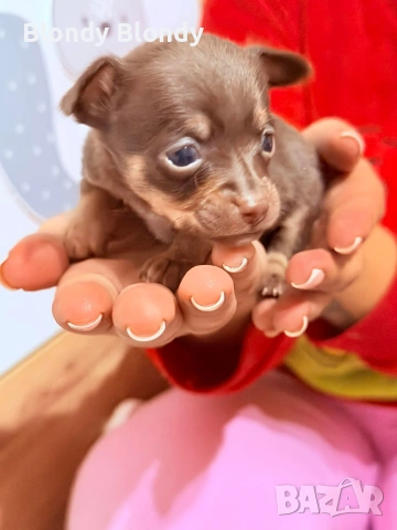 Чихуахуа Мини Пинчер, снимка 6 - Чихуахуа - 53598696