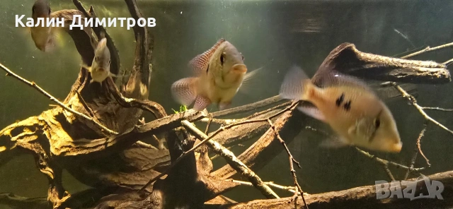 Geophagus Brasilensis , снимка 5 - Рибки - 53640965