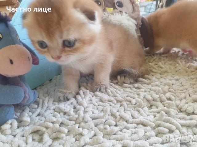 Шотландска златна чинчила, снимка 3 - Британска късокосместа - 55908188