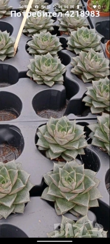Мини Сукуленти и Мини Кактуси, снимка 2 - Други - 51505770