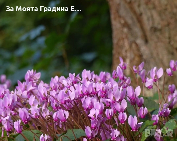 Горска Циклама , снимка 2 - Разсади - 53623551