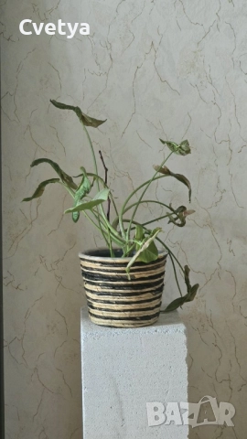 Сингониум-розов, снимка 2 - Стайни растения - 52772137