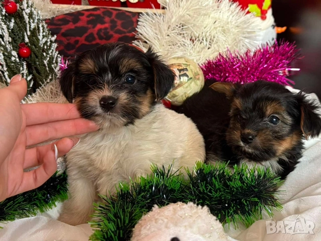 Мини йорки, снимка 3 - Йоркширски териер - 52854416