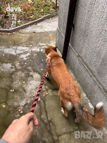 Страхотен Шарено-Очко търси Дом, снимка 10 - Други - 52578048