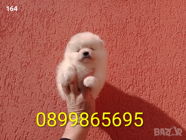 Женски Померани. Реални снимки от 22.02.26 г. , снимка 3 - Померан - 53518661