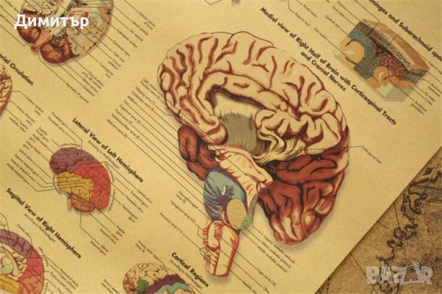 Постер постери плакат Мозък 42/29см., снимка 4 - Декорация за дома - 39939509