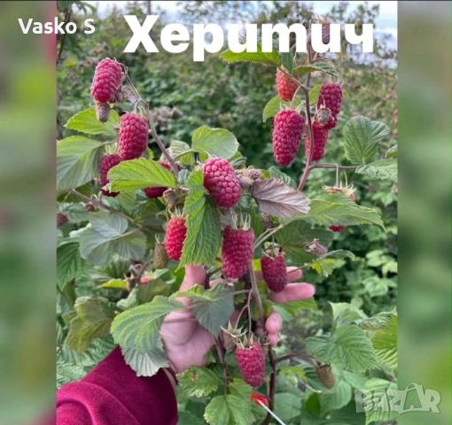 Тук сте на правилното място, снимка 3 - Разсади - 53623340