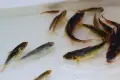 Японски шаран кои , снимка 7