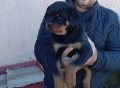 Ротвайлер , снимка 7