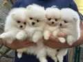 Мини померан момченца и момиченца, снимка 10