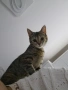 Подарявам котка, снимка 2