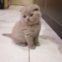 Шотландски котенца на 2 месеца, снимка 10