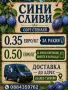 Сини сливи стенлей, снимка 1